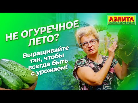 Видео: Не огуречное лето? Выращивайте эти гибриды, чтобы быть с урожаем! Обзор огурцов 2024