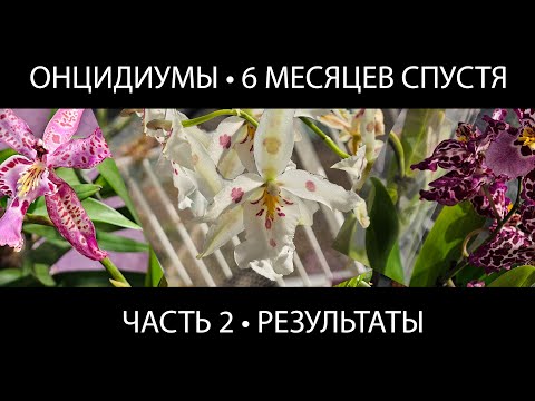 Видео: Онцидиумы через 6 месяцев после пересадки — выжили или нет? (Часть 2) #орхидеи #пересадкаорхидей