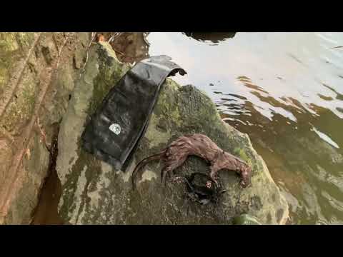 Видео: Отлов норки Top Edge в Пенсильвании