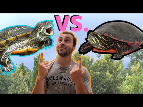 Видео: ЛУЧШИЕ ДОМАШНИЕ ЧЕРЕПАХИ!?