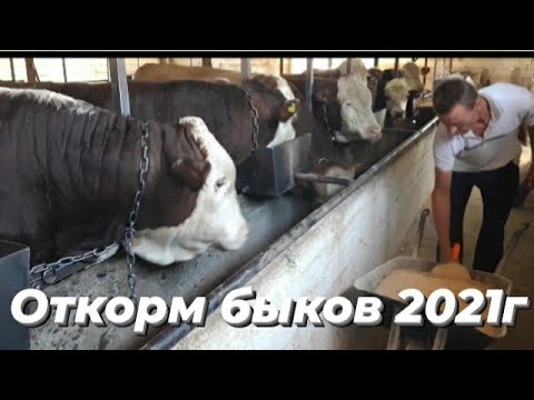 Видео: Кормёжка скота, болезнь ног бычков, как бороться?!