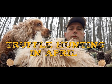 Видео: Лов на трюфел през Април / Truffle hunting in April