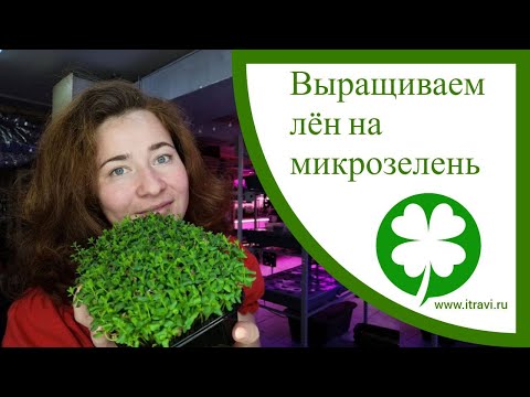 Видео: Как прорастить лен на #микрозелень #микрозеленьдома все тонкости проращивания льна и его польза