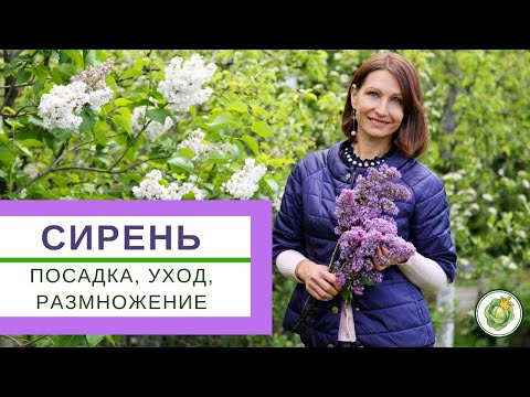 Видео: СИРЕНЬ - посадка, уход, обрезка и размножение. Что нужно делать для пышного цветения?