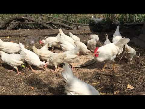 Видео: Цыплята Легорн, что желательно знать о них.
