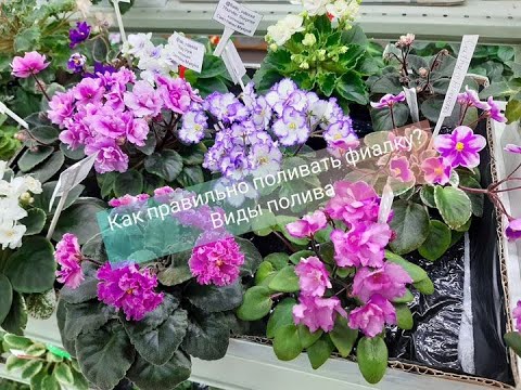 Видео: Как поливать фиалки. Методы полива: ручной, фитиль, капиллярный мат (Эфир)