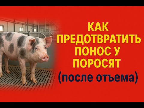 Видео: Как не допустить у послеотъемного поноса у поросят. Что делать и чем кормить, чтобы их не допускать.