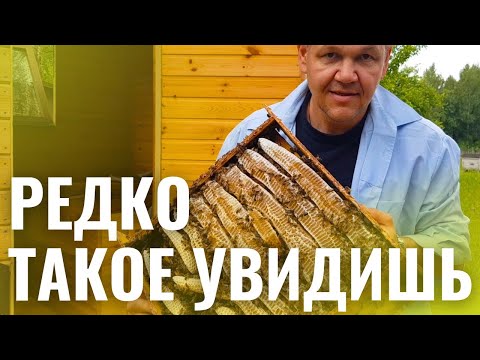 Видео: УВИДЕЛ И ЗАСНЯЛ ВПЕРВЫЕ, ХОТЯ С ДЕТСТВА НА ПАСЕКЕ.