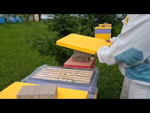 Видео: Карника тройзек 1075 . Племенной материал с островных облётников.