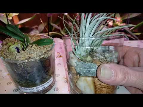 Видео: Haraella Retrocalla второе домашнее цветение