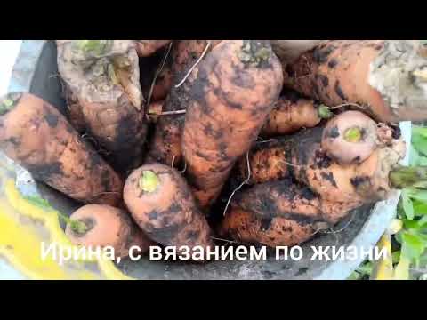 Видео: Влог с 8 по 14 сентября 2025г