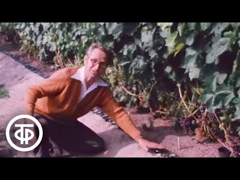 Видео: Виноград в Подмосковье. Наш сад (1984)