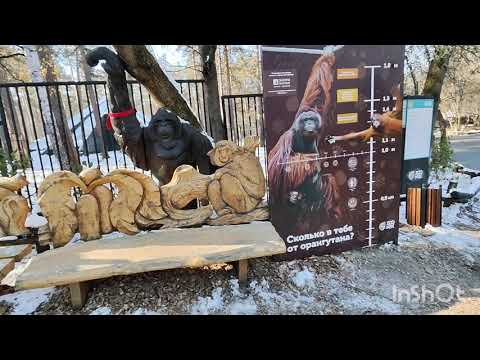 Видео: В зоопарке. Часть 2