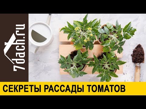 Видео: 🍅 Малоизвестные секреты отличной рассады томатов - 7 дач