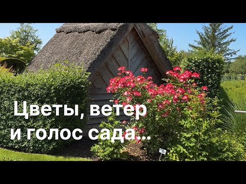 Видео: Тихая магия цветущего сада  🌿 Зарисовки из Bad Zwischenahn