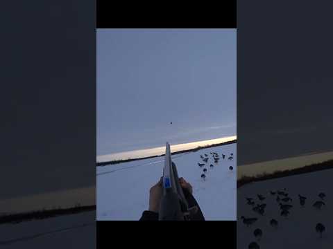 Видео: охота на уток в снежном регионе #охота на птиц #охота на голубей #охота на гусей #охота на