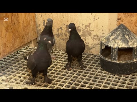 Видео: Дополняйм паровку для друзей 3 пары 🕊️ . 8 октября 2025 г.