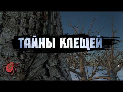 Видео: Иксодовый клещ, охотник из другого мира