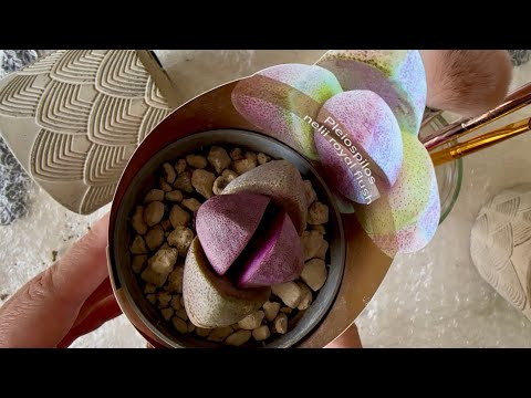 Видео: Плейоспилос/ Pleiospilos Nelii Royal Flush. Рубин в моей коллекции. 06.04.25