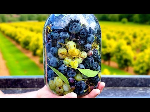 Видео: КВАШЕННЫЙ ВИНОГРАД - лучшая ЗАКУСКА, что я пробовал!