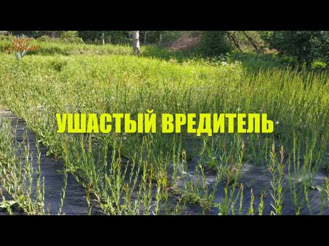 Видео: Ива Славная: Ушастый Вредитель (25.06.2024)