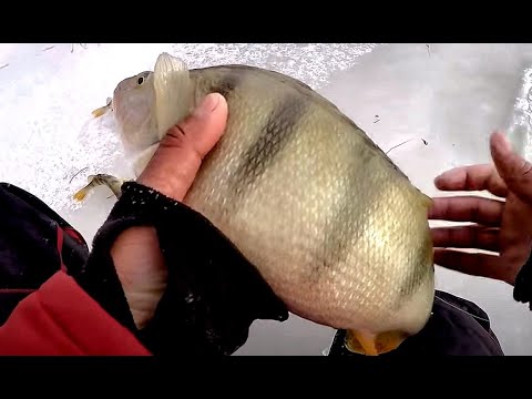 Видео: ЖОР ОКУНЕЙ МОНСТРОВ В ЗАТОПЛЕННОМ ЛЕСУ!! ЭТО НЕ ЯКУТИЯ!! Первый лед на Оби, Килограммовые окуни!