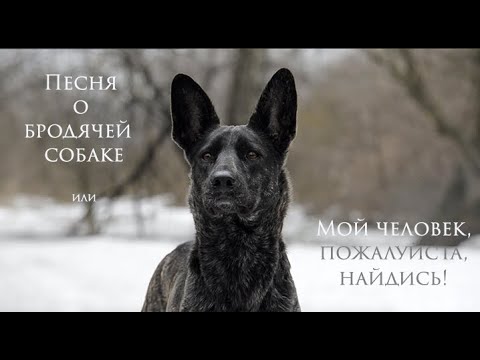Видео: песня "Бродячий пес, или Мой человек, пожалуйста, найдись!" финальный вариант с музыкой