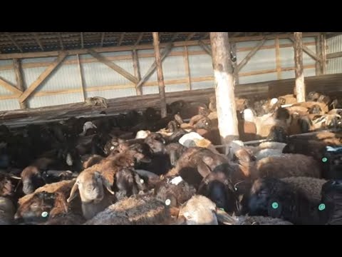 Видео: Почему не держим овец Романовской породы 🐑 Ответы на важные комментарии