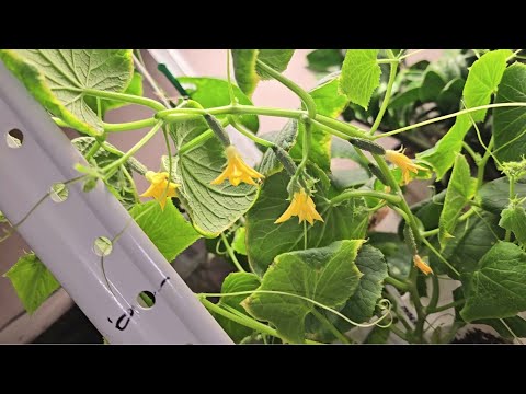 Видео: ЗИМНИЙ ОГОРОД 6 недель идет активное цветение томатов и огурцов