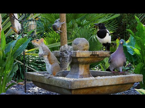 Видео: Видео для котов 🕊️ Птицы и белки резвятся вокруг фонтана 🐿️ Для кошек видео 4K HDR