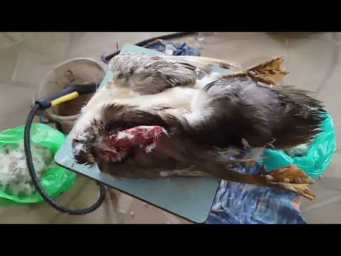 Видео: Ощип утки парогенератором