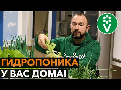 Видео: Свежая зелень БЕЗ НИТРАТОВ круглый год! ПРОЩЕ НЕ БЫВАЕТ!