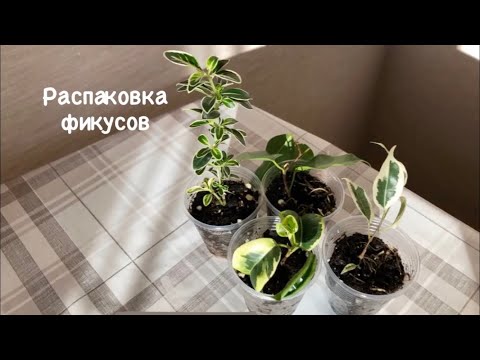 Видео: Мои покупки: фикусы Ирэн, Старлайт, Вианди и Серисса японская вариегатная Фуджи