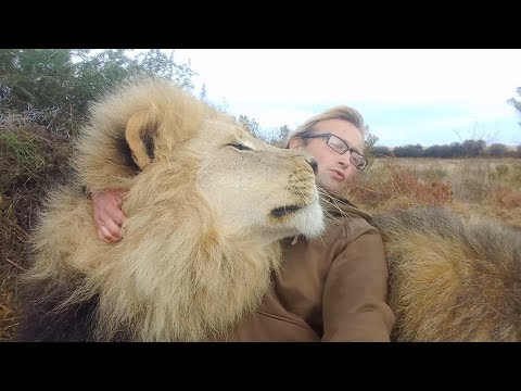 Видео: История одного льва - Милкивей