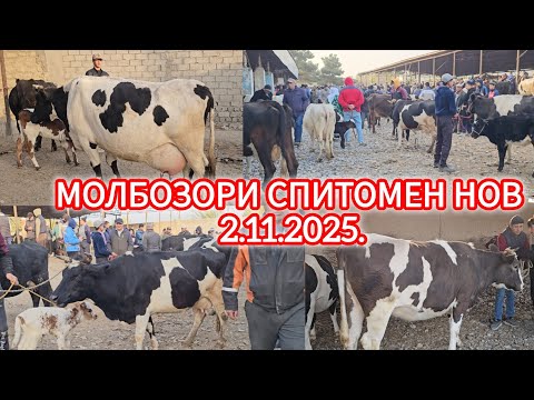 Видео: 2-НОЯБР МОЛБОЗОРИ СПИТОМЕН НОВ ОЧА БАЧА ВА БУГУЗИ НАЗДИК ЭЛИТА 