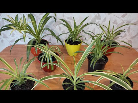 Видео: Пересаживаю Хлорофитум. ГРУНТ ДЛЯ ХЛОРОФИТУМА.