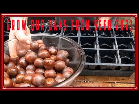 Видео: Вырастить дубы из семян в 2021 году