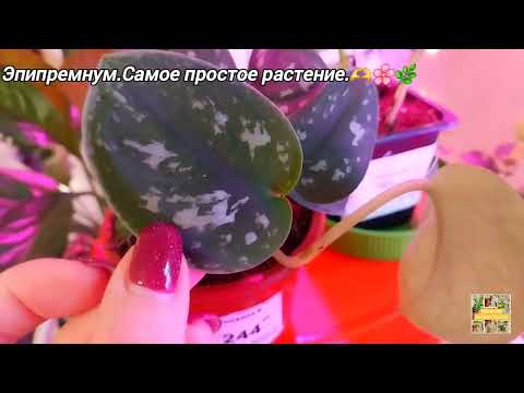 Видео: 31 октября 2025 г.