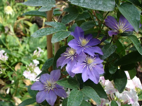 Видео: Клематисы и их соседи