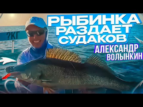 Видео: КРУТЫЕ СУДАКИ НА РЫБИНКЕ  РЫБАЛКА на ПАНОПТИКС  ВОЛЫНКИН