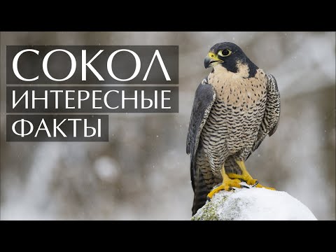 Видео: Сокол - интересные факты