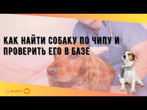 Видео: Как найти собаку по чипу и проверить его в базе