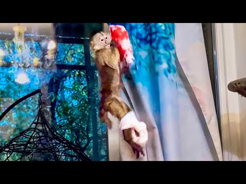 Видео: Мы чуть не ЛОПНУЛИ ОТ СМЕХА! Финик трюкач, научился В ПОЛЕТЕ СНИМАТЬ ПАМПЕРС!))