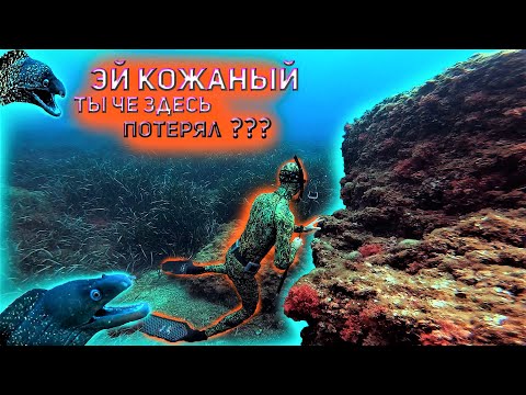 Видео: Мурены , прозрачная вода , средиземное море , Франция , фридайвинг, Водяной.