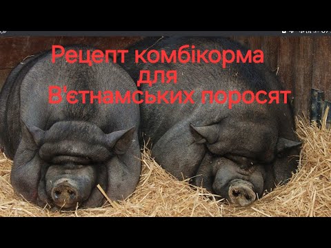 Видео: Рецепт комбікорма для В'єтнамських свиней.