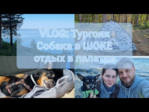 Видео: VLOG: озеро Тургояк / отдых в ПАЛАТКЕ / Собака в ШОКЕ / Сухой паек на день