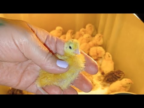 Видео: Перепелята в квартире в прямом эфире! 🤯🥰🐥🐣