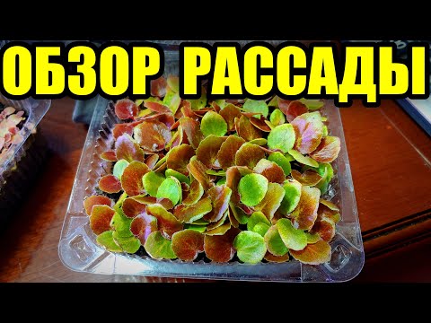 Видео: Рассада цветов. Как вырастить? Как растёт? Вся правда!