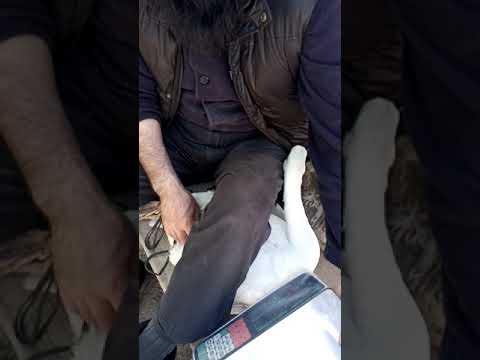 Видео: Қанаттары вертолёт болған балапандарды қанатын шештік ж/е салмақтарын 1.11 күн өлшедік соңына дейін