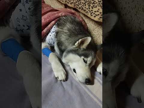 Видео: У пёселя печалька